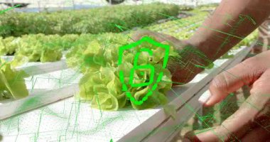 Sera teknisyeni, marul kafasının altına el sürerek veri ızgarası kilidiyle kök topluyor. Hidrofonik, tarım, sürdürülebilirlik, hassas tarım, dijital tarım, modern bahçıvanlık, organik