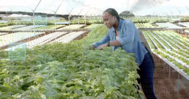 Yaprakları analiz için ayırdıktan sonra ortaya çıkan veri kareleriyle hidrofonik bitkileri tarayan bir kadın. Tarım, yenilik, sürdürülebilirlik, teknoloji, büyüme, ekosistem, çevre