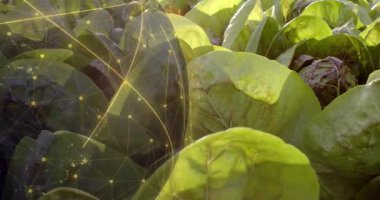 Başlangıçta, sarı ağ küresi marulun üzerinde belirir ve döner, ekin izlemeyi görselleştirir. Tarım, teknoloji, yenilik, sürdürülebilirlik, gelecekçilik, dijital tarım