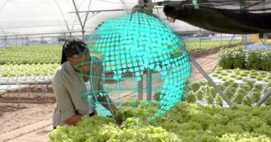 Sera işçisi, ortaya çıkan ve dönen yeşillikleri topluyor, hidroponikleri gösteriyor. Hidrofonik, sürdürülebilir, modern, tarım, araştırma, çevre, yenilik