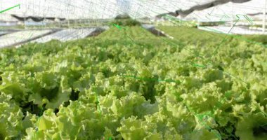 Marul yalaklarının üzerinde görünen kablo çerçevesi yaprakları tarıyor ve yatak düzenini haritalıyor. Tarım, hassas tarım, teknoloji, sürdürülebilirlik, modern, çevre dostu, otomasyon