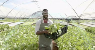 Erkek çiftçi hidroponik sera koridoruna elinde marul ile giriyor. Kaliteli yaprakları inceliyor. Tarım, sürdürülebilirlik, modern tarım, organik, sera, büyüme, çevre dostu