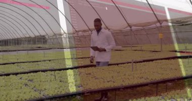 Erkek tarım uzmanı, serada yürüyor, tablet tıkırdatıyor, büyüme ölçümlerine ulaşıyor, sonra da bitkileri inceliyor. Bahçecilik, sürdürülebilir, teknolojik, modern, tarım, yenilik, ekolojik