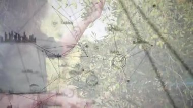 Çiftçi zeytinleri teftiş ediyor ve olgun meyveleri sepete topluyor. Bu sırada da animasyon sayacı verimi takip ediyor. Tarım, kırsal, organik, sürdürülebilir, açık hava, doğal, yemyeşil