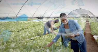 Kaplamayı etkinleştiren tablet tıkırdatan kadın işçiler ve marul toplayan çiftçi olarak marulu teftiş ediyorlar. Tarım, bahçıvanlık, sürdürülebilirlik, modern tarım, çevre dostu, işbirliği, hassas tarım