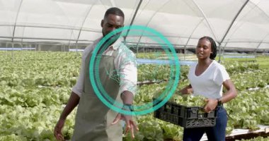 Sera teknisyeni kalite kontrol için marulu tarıyor sonra da asistanıyla birlikte sandığı kaldırıyor. Tarım, teknoloji, sürdürülebilir, yenilik, takım çalışması, çevre, kesinlik