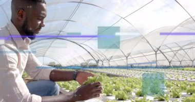 Agronomist diz çöküp marulu işaret ediyor. AR 'ın kök sağlığını analiz ediyor. Hidrofonik, tarım, yenilik, sürdürülebilirlik, teknoloji, tarım, çevre