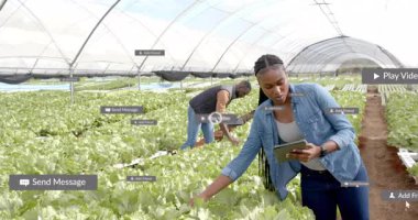 Sera marulu hasat eden çiftçiler, Play Clip ve Mesaj Gönderen Uyarılar gösteren tablet tıkırdatma. Tarım, teknoloji, sürdürülebilirlik, otomasyon, bahçıvanlık, takım çalışması, yenilik