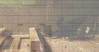 Yürüyen siyah tavuk civcivleri çiftlik ağılından geçirerek palet bloğu duvarını yüzde birleştiriyor, kopyalama alanı. Kümes hayvanları, çiftlik, kırsal, kuş, doğa, çiftlik hayvanları, kırsal