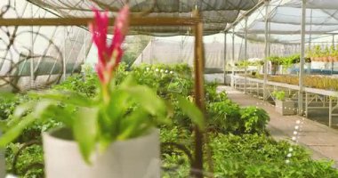 Sera rafı manzaraya kayıyor, pembe ve sarı bromeliadlar vitrin çiçekleri için hareket ediyor. Botanik, bahçıvanlık, çiçekçilik, bahçe işleri, canlı, yemyeşil, çevre dostu.