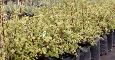 Harita iğnesi, ikonları birleştirirken aynı zamanda bebek odası koridorlarını haritalandırmak için kullanılıyor. Sulu bitkiler, kreş, haritalama, bağlantı, sera, bahçecilik, görselleştirme