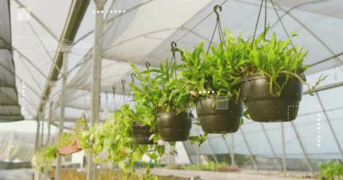 Kamera görüntülerine başlayarak eğrelti otlarının filizlerini fidanlıklarda birleştirdiğini gösteriyor. Botanik, bahçıvanlık, yemyeşil, yemyeşil, çevre dostu, doğadan esinlenilmiş, sakin