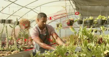 Serada yaslanmak, sulu suları budamak ve canlandırılmış sağlık ikonlarıyla tencereleri gruplamak. Bahçecilik, kentsel bahçe, botanik, çevre dostu, doğa, refah, sürdürülebilirlik