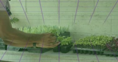 Çocuk bakıcısı tohum tepsisine uzanıyor, saksıyı kavrıyor ve kök salmak için tohum topluyor. Bahçıvanlık, bahçıvanlık, nakil, tarım, çevre, sürdürülebilir, işçilik