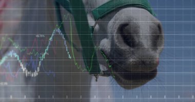 Çiftlikte at burnu takan yeşil halterler, şebeke örtüsü ve çizgi grafikleri, kopyalama uzayı. Atlar, veterinerler, kırsal, açık hava, teknoloji, analiz, veri görselleştirme