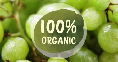 Yeşil üzümlere karşı yüzde yüz organik mesaj pankartı animasyonu. Vegan, organik ve sağlıklı gıda konsepti