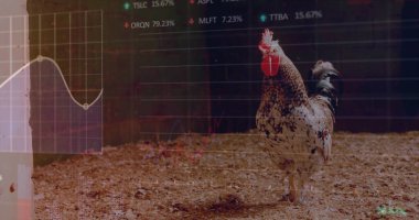 Ahşap çitlerin yanındaki ahşap talaşların üzerinde duran benekli horoz. Stok çizelgeleri, kopyalama alanı. Kuş, kırsal, kırsal, analitik, dijital, tarım arazisi, kırsal