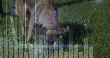 Çiftlik arazisinde çimen yiyen kahverengi domuz, mavi kot pantolon, lastik çizmeler, finansal tablolar. Kırsal, pastoral, vahşi yaşam, tarım, veri görselleştirme, üretkenlik, doğal