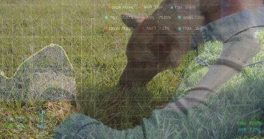 Köpeğin kafası, tasması ve mali tablosuyla parkta çimen kokluyor. Köpek, açık hava, manzara, boş zaman, canlılık, sağlıklı doğa.