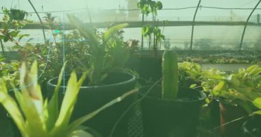 Kamera, büyüme verilerini gösteren grafikleri üst üste yerleştirirken dolgun tencereleri ortaya çıkarmaya başlıyor. Sulu bitkiler, bahçecilik, sera, kuraklığa dayanıklı, botanik, modern, doğa