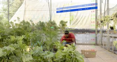 Çocuk bakıcısı kutuları seraya taşıyor, boks tesislerini açıyor ve stok grafiklerinin altında düzenliyor. Bahçecilik, yeşillik, sürdürülebilirlik, botanik, çevre dostu, doğa, büyüme