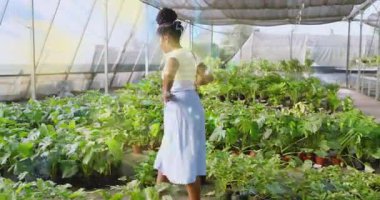 Kadın serada yürüyor ve devre hatları üzerinden bitki sağlığını haritalama teknolojisini etkinleştiriyor. Botanik, yenilik, teknoloji, çevre dostu, doğa, manzara, modern