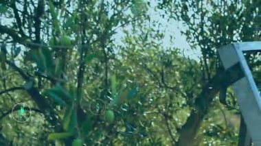 Zeytin dalında alüminyum merdiveni, sepetin etrafında ekolojik simgeleri gösteren genişliği göster. Sürdürülebilirlik, yenilenebilirlik, tarım, çevre dostu, teknoloji, büyüme