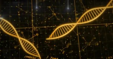 Başlangıçta, altın DNA sarmalları dalgalanır ve görselleştirme verileri aracılığıyla moleküler düğümlere bağlanır. Futuristik, biyoteknoloji, dijital, yenilik, bilimsel, soyut, görselleştirme