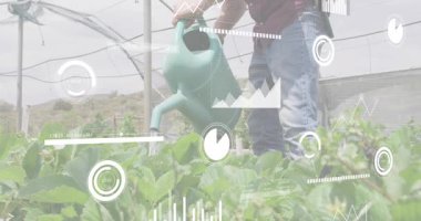 Animasyon nem göstergesine yanıt veren tarım işçisi, çember evlerinin altına mahsul sırasına su döktü. Tarım, tarım, sulama, sürdürülebilir, çevre dostu, teknolojik, kırsal