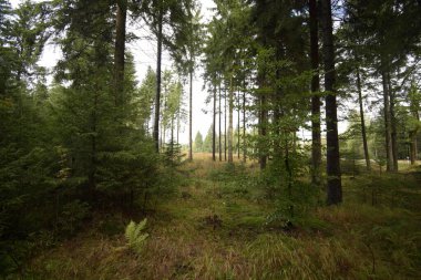 Reitzenhain, Almanya - 20 Eylül 2022: Ore dağlarının sonbahar doğası