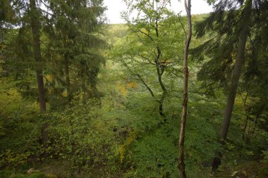 Bezrucovo Udoli, Çek - Ekim 02, 2022: Sonbaharda orman