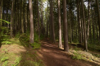 Bezrucovo Udoli, Çek - Ekim 02, 2022: Sonbahar Ormanı 'nda ara sokak