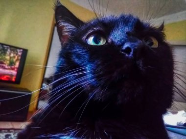 Chomutov, Czechia - October 17, 2022: black cat Violka