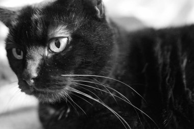 Chomutov, Czechia - January 30, 2023: black cat Violka