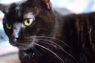 Chomutov, Czechia - January 30, 2023: black cat Violka