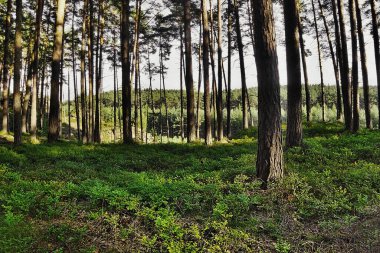 Çek topraklarındaki Machuv Kraj yaz ormanı turizm alanının akşam fotoğrafı