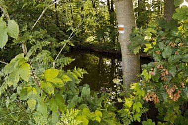 Çek Cumhuriyeti 'nin Ceske Stredohori bölgesindeki Brozany nad Ohri köyü yakınlarında adı bilinmeyen bir dereyle ağaçtaki kırmızı turist işareti.