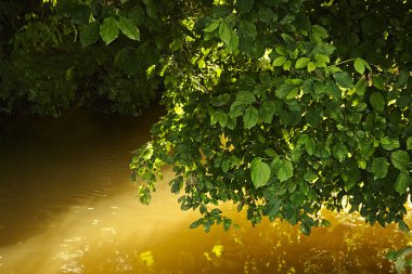 2016 / 07 / 07 Brozany nad Ohri, Çek Cumhuriyeti - köydeki adı açıklanmayan dere