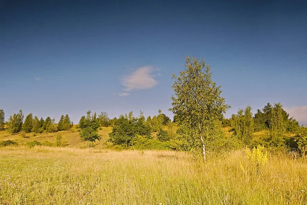 Çekoslovakya 'nın Kadan kasabası yakınlarındaki huş ağacıyla gün doğumunda çayırda.