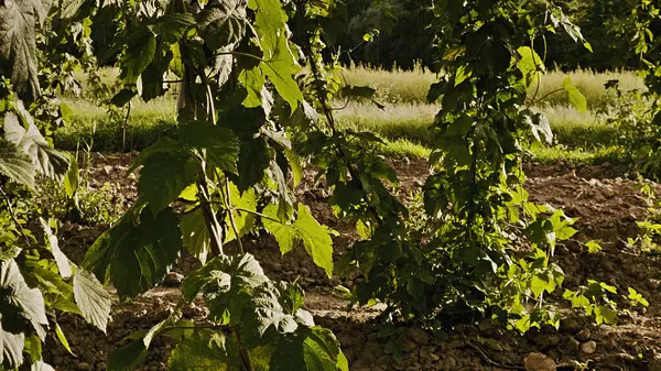 detail of  hop garden  in the region Ceske stredohori between the villages Brozany nad Ohri and Doksany near river Ohre in czech landscape