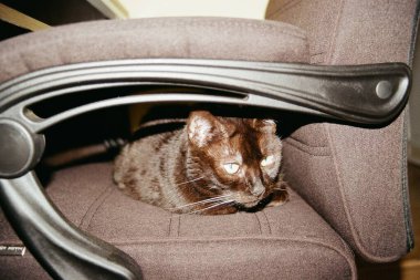 Chomutov, Çek Cumhuriyeti - 11 Mart 2024: Sandalyedeki siyah kedi Violka - renkli film - taranmış 35 mm filmin bulanıklığı ve gürültüsü kasıtlı olarak görüntüde kaldı