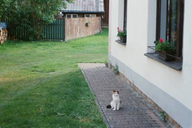 20 'de Jestrebi, Çek kedisi. Renkli filmlerde Mayıs 2024 - taranmış 35 mm filmin bulanıklığı ve gürültüsü kasıtlı olarak resimde bırakıldı