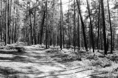 Stare Splavy yakınlarındaki çam ormanı 12. Taranan 35 mm 'lik filmin bulanıklığı ve gürültüsü, siyah beyaz film üzerine Ağustos 2024' te kasıtlı olarak resimde bırakıldı.