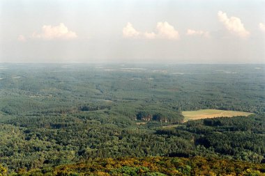 Çam Korusu, Ralsko, Çek Cumhuriyeti. Eylül 2024 'te taranmış 35 mm' lik filmin bulanıklığı ve gürültüsü renkli filme kasıtlı olarak bırakıldı.