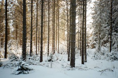 Almanya 'da Reitzenhain yakınlarındaki Ore dağları. Taranan 35 mm 'lik filmin bulanıklığı ve gürültüsü üzerine Ocak 2025' te kasıtlı olarak görüntü bırakıldı.