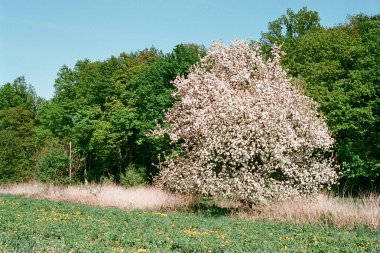 29 'da Çek Cumhuriyeti' nin Oparno şehrinde çiçek açan bir ağaç. Nisan 2025 - Taranmış 35 mm filmin bulanıklığı ve gürültüsü görüntüde kasten bırakıldı