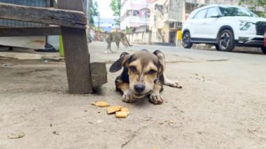 Hayvan Açık Hava: Sokakta Küçük Köpek Yiyen Bisküviler. Aç Sokak Köpekleri Yeme. Aç köpek yavrusu bir parça bisküviden yer. Sokak köpeği. Sokak köpeği. Açık hava hayvanı. Evsiz köpek