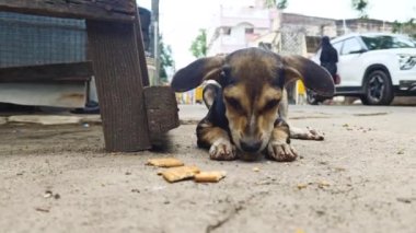 Hayvan Açık Hava: Sokakta Küçük Köpek Yiyen Bisküviler. Aç Sokak Köpekleri Yeme. Aç köpek yavrusu bir parça bisküviden yer. Sokak köpeği. Sokak köpeği. Açık hava hayvanı. Evsiz köpek