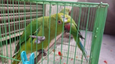Kafesteki Yeşil Papağan. Yaralı Yeşil Papağan Izgara Kafesin İçinde. 