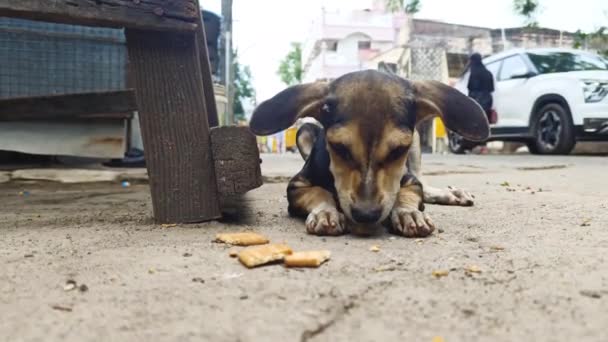 Zvířecí Venkovní Záběry Malý Pes Jíst Sušenky Ulici Hladový Žrádlo — Stock video